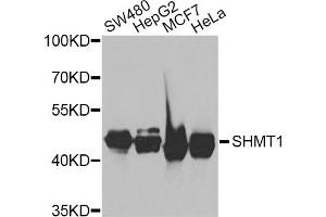 Western blot analysis of extracts of various cell lines, using SHMT1 antibody (ABIN5975171) at 1/1000 dilution. (SHMT1 antibody)