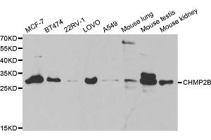 Western blot analysis of extracts of various cell lines, using CHMP2B antibody. (CHMP2B antibody)