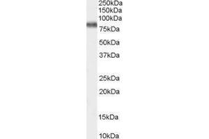Western Blotting (WB) image for Potassium Voltage-Gated Channel, Shaw-Related Subfamily, Member 3 (KCNC3) peptide (ABIN369329)