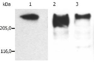 Western Blotting analysis (reducing conditions) of microtubules partially purified from porcine brain lysate. (MAP2 antibody)