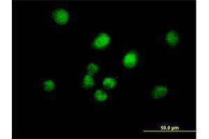 Immunofluorescence of purified MaxPab antibody to MAD2L1BP on HeLa cell. (MAD2L1BP antibody  (AA 1-306))