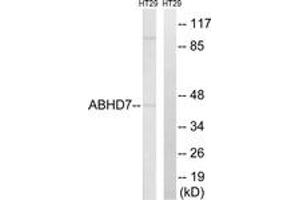 Western blot analysis of extracts from HT-29 cells, using ABHD7 Antibody. (EPHX4 antibody  (AA 101-150))