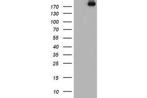 Image no. 2 for anti-Ubiquitin Specific Peptidase 9, X-Linked (USP9X) (AA 2246-2570) antibody (ABIN1491228) (USP9X antibody  (AA 2246-2570))