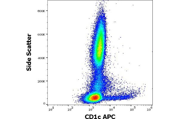CD1c anticorps  (APC)