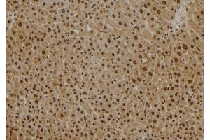 ABIN6277607 at 1/100 staining Mouse liver tissue by IHC-P. (PSMB2 antibody  (Internal Region))