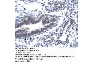 Human Lung (Cyclin H antibody  (C-Term))