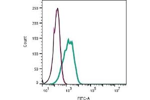 Cell surface detection of Ephrin-B1 in live intact human  megakaryoblastic leukemia cells:Cells. (Ephrin B1 antibody  (Extracellular))