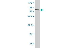 Western Blot detection against Immunogen (77. (SAMM50 antibody  (AA 1-468))