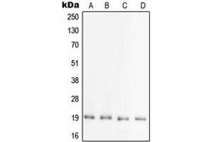 Western blot analysis of PRAF2 expression in HEK293T (A), mouse brain (B), rat brain (C), brain (D) whole cell lysates.