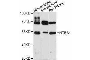 Western blot analysis of extracts of various cell lines, using HTRA1 antibody (ABIN5997944) at 1:3000 dilution.