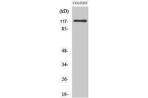 Western Blotting (WB) image for anti-DNA-Damage-Inducible Transcript 3 (DDIT3) (N-Term) antibody (ABIN3174092) (DDIT3 antibody  (N-Term))