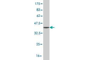 Western Blot detection against Immunogen (37 KDa) . (RBMS2 antibody  (AA 308-407))