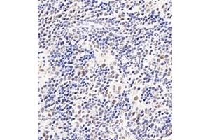 Immunohistochemistry (Paraffin-embedded Sections) (IHC (p)) image for anti-Polyglutamine Binding Protein 1 (PQBP1) antibody (ABIN7075126)