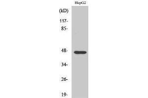 Western Blotting (WB) image for anti-A Kinase (PRKA) Anchor Protein 5 (AKAP5) (N-Term) antibody (ABIN3173730) (AKAP5 antibody  (N-Term))