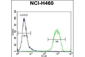 RAD54 Antibody (C-term) (ABIN655910 and ABIN2845309) flow cytometric analysis of NCI- cells (right histogram) compared to a negative control cell (left histogram).