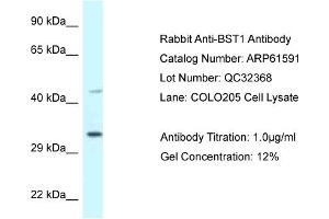 Western Blotting (WB) image for anti-Bone Marrow Stromal Cell Antigen 1 (BST1) (Middle Region) antibody (ABIN2788845)