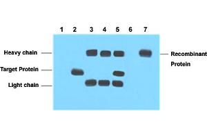 Immunoprecipitation analysis of Lane 1: Untransfected 293 cell lysate, Lane 2: Transfected 293 cell lysate with VSV-G-tag fusion protein, Lane 3: IP (untransfected 293 + VSV-G tag monoclonal antibody, clone 8D6 + Protein G agarose) , Lane 4: IP (transfected 293 + normal Mouse IgG + Protein G agarose), Lane 5: IP (transfected 293 + VSV-G tag monoclonal antibody, clone 8D6 + Protein G agarose), Lane 6: IP (transfected 293 + Protein G agarose), Lane 7: Recombinant protein (E.