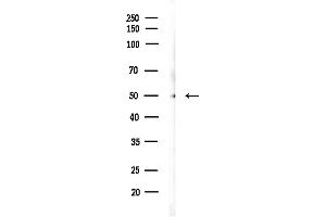 Western blot analysis of lysates from Mouse testis, using RBBP4 Antibody at 1/1000 dilution.
