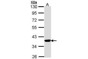 TP53I3 antibody