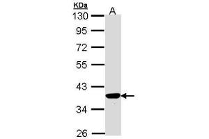 WB Image Sample (30 ug of whole cell lysate) A: Hep G2 , 10% SDS PAGE antibody diluted at 1:1000 (TP53I3 antibody)