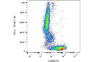 Surface staining of human peripheral blood cells with anti-human CD229 (HLy9. (LY9 antibody  (PE))