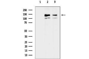 Western blot analysis of lysates from various samples, using FAM83H Antibody.