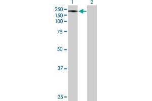 Western Blot analysis of STARD8 expression in transfected 293T cell line by STARD8 MaxPab polyclonal antibody. (STARD8 antibody  (AA 1-1023))