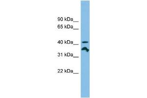 WB Suggested Anti-RRAGC Antibody Titration: 0.