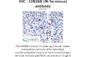 Image no. 2 for anti-Lin-28 Homolog B (LIN28B) (N-Term) antibody (ABIN2852407) (LIN28B antibody  (N-Term))