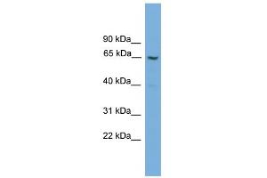 WB Suggested Anti-GGT2 Antibody Titration:  0. (gGT2 antibody  (N-Term))