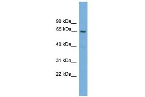 WB Suggested Anti-GGT2 Antibody Titration:  0. (gGT2 antibody  (N-Term))