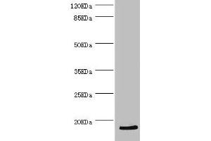 Western blot All lanes: HBZ antibody at 2. (HBZ antibody  (AA 1-142))