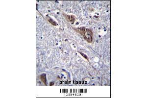 ELAVL2 Antibody immunohistochemistry analysis in formalin fixed and paraffin embedded human brain tissue followed by peroxidase conjugation of the secondary antibody and DAB staining.