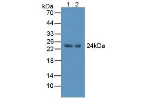 Figure. (CD137 antibody  (AA 40-153))