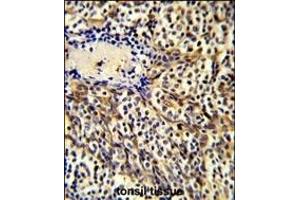 Formalin-fixed and paraffin-embedded human tonsil tissue reacted with CCL3 Antibody (C-term), which was peroxidase-conjugated to the secondary antibody, followed by DAB staining. (CCL3 antibody  (C-Term))