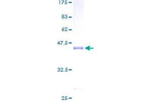 CALML3 Protein (AA 1-149) (GST tag)