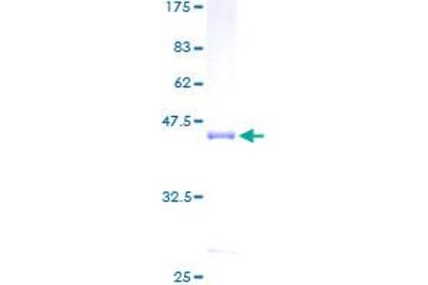 CALML3 Protein (AA 1-149) (GST tag)