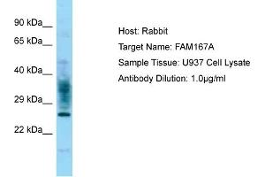 Host: Rabbit Target Name: FAM167A Sample Type: U937 Whole Cell lysates Antibody Dilution: 1. (FAM167A antibody  (C-Term))