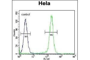 FNIP2 Antibody (C-term) (ABIN654611 and ABIN2844311) flow cytometric analysis of Hela cells (right histogram) compared to a negative control cell (left histogram). (FNIP2 antibody  (C-Term))