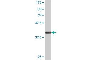 Western Blot detection against Immunogen (34. (JAZF1 antibody  (AA 165-243))