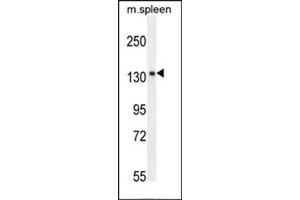 Western blot analysis of KIAA1199 Antibody (C-term) in mouse spleen tissue lysates (35ug/lane).
