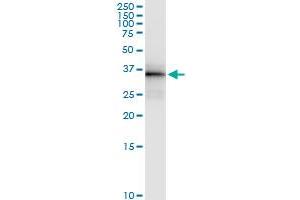 Immunoprecipitation of OLIG2 transfected lysate using anti-OLIG2 MaxPab rabbit polyclonal antibody and Protein A Magnetic Bead , and immunoblotted with OLIG2 purified MaxPab mouse polyclonal antibody (B01P) . (OLIG2 antibody  (AA 1-323))