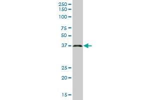 GALE MaxPab polyclonal antibody. (GALE antibody  (AA 1-348))