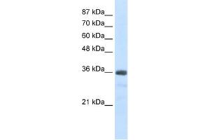 U1SNRNPBP antibody used at 2. (SNRNP35 antibody  (N-Term))