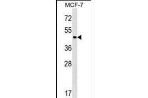 ZBTB12 Antibody (C-term) (ABIN1537297 and ABIN2849797) western blot analysis in MCF-7 cell line lysates (35 μg/lane).