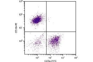 BALB/c mouse splenocytes were stained with Hamster Anti-Mouse CD3ε-FITC. (CD3 epsilon antibody  (FITC))