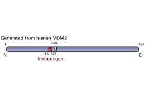 Image no. 2 for anti-Mdm2, p53 E3 Ubiquitin Protein Ligase Homolog (Mouse) (MDM2) (AA 154-167) antibody (ABIN967511) (MDM2 antibody  (AA 154-167))