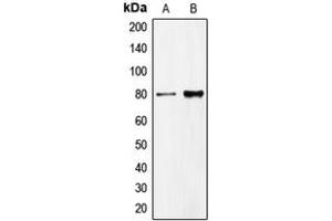 Western blot analysis of CD318 expression in HeLa (A), DU145 (B) whole cell lysates. (CDCP1 antibody  (C-Term))