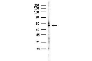 anti-Cadherin 23 (CDH23) (N-Term) antibody