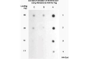 A. (His Tag antibody)